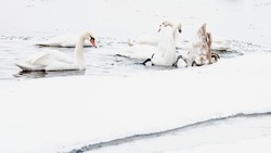 White swans, ducks, seagulls, waterfowl, wild birds, family, love, icy river, winter, ice, hunger, cold, fauna, landscape, flock of swans, many birds, big birds, flock of ducks, cityscape