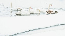 White swans, ducks, seagulls, waterfowl, wild birds, family, love, icy river, winter, ice, hunger, cold, fauna, landscape, flock of swans, many birds, big birds, flock of ducks, cityscape