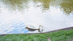 White swan, big bird, wildlife, wild bird, swan is walking, glade, bird on the grass, park, vacation, wildlife, beautiful bird, beautiful swan