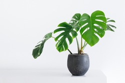 clean image of a large leaf house plant Monstera deliciosa in a gray pot on a white background