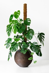 Philodendron monstera deliciosa and Monstera Adansonii on a moss pole