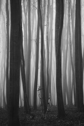 moody dark tree trunks long and thin with fog