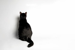 Rearview of Sitting Black cat on white background. 