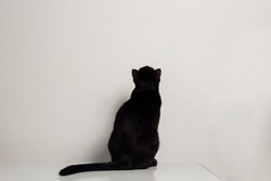 Black cat sitting back on a white table, looking up at something on the white wall.