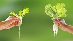 Hand of young man holding hydroponic pot with vegetable seedling growing on sponge isolated on blurred background with clipping path. Comparison of growing vegetables without soil from two plant site.