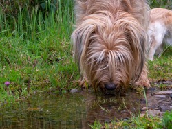 Close-up photography of a mongrel dog drinking water from a puddle in a farm near the colonial town of Villa de Leyva, Colombia.