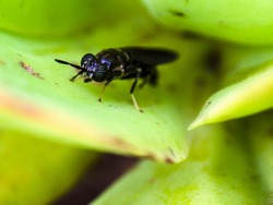 Macro photography of a black soldier fly standing on a succulent plant leaf, captured at a garden near the colonial town of Villa de Leyva, Colombia.