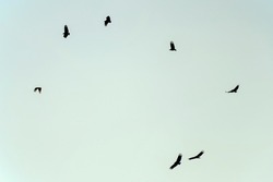 Turkey vultures soaring on a clear sky over the plateau of the eastern Andes range of central Colombia, near the colonial town of Villa de Leyva.
