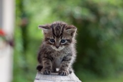 Small cat/Kitten