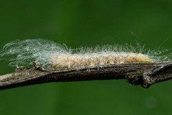 A close up shot with selective focus of a beautiful hairy caterpillar with a green background.