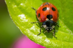 little ladybug on the leaf