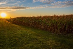 A setting sun highlights ripe corn in an Iowa farm field waiting to be harvested.