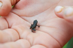 little frog in the palm of your hand.