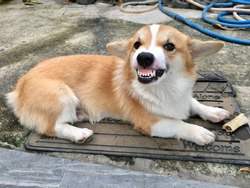 Cute Pembroke Welsh Corgi puppy with his angry face