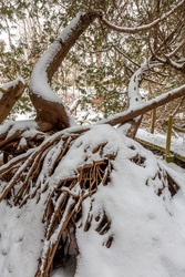 There were two trees growing out of these snow covered roots