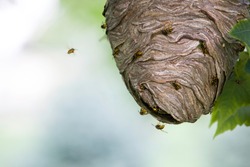 Yellowjacket wasps swarm on and around their paper nest as it hangs from an outdoor tree branch in a residential front yard. Isolated closeup taken in a Michigan summer.
