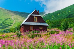 Mountain hut in Tatras in Poland. Picturesque meadow in the Gasienicowa valley. Amazing mountain flowers (Epilobium angustifolium). Colorful mountains landscape. Carpathians, Europe.