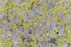 Gray granite stone with yellow lichen (Wzorzec geograficzny or Rhizocarpon geographicum). Interesting rock background or wallpaper. Texture of a stone.