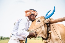 Indian farmer peeting cattle by kiisinng on forehead at farmland while tilling - concept of caring or bonding , agriculture and affection.