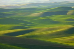 Undulating, rolling green wheat fields of the Palouse area of Washington state in spring
