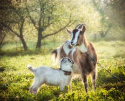 goat with a baby goat in a bright morning sun surrounded by spring greenery. Goat loves looking at his child
