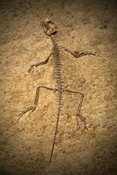 Fossil of a prehistoric creature.