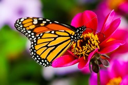 Monarch Butterfly on a Flower.