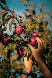 Woman picking apples from a eco tree at a fruit garden