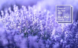 Lavender flowers in the color of the year. Color of the year 2022 Very Peri.Dynamic periwinkle blue hue with a vivifying violet red. Pantone color 2022.