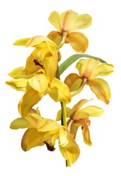 branch of yellow orchid isolated on whitebackground