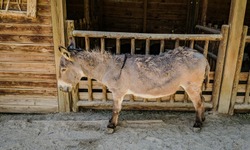 grey donkey resting in the shade after having eaten