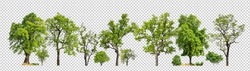 Green trees isolated on transparent background forest and summer foliage for both print and web with cut path