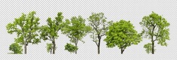 Green Trees isolated on white background.are Forest and foliage in summer for both printing and web pageswith cut path and alpha channel