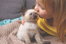child kisses a siamese kitten. thai kitten is a pet. cat and baby
