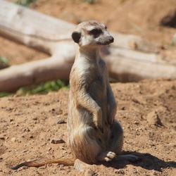 Meerkats, mongoose family, colony life, close-up. The diversity of the animal world, mammals living on the planet.