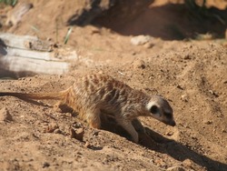 Meerkats, mongoose family, colony life, close-up. The diversity of the animal world, mammals living on the planet.