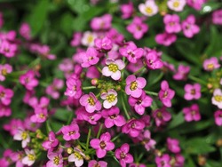 Beautiful, pale pink alyssum flowers, close-up on a blurry background. The colors of nature, delicate flowers of pastel tones.