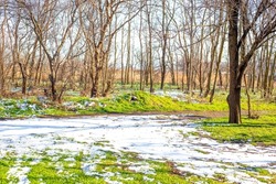 Spring forest. Melting snow and green grass against the background of bare leafless trees.
