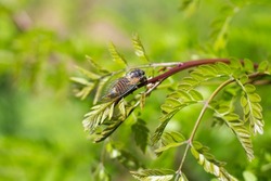 Singing cicada, a large insect on a green deciduous tree on a sunny summer day.
