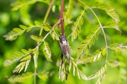 A cicada sits on a young acacia tree. Singing chirping insects.