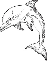 A bottlenose dolphin. Hand drawn vector illustration.