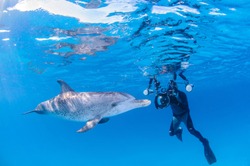 Underwater Photographer with Friendly Dolphin in Clear Waters of Bahamas