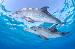 Pair of Friendly Dolphins Posing in Clear Waters of Bahamas