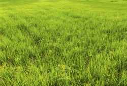 Grasses in the rice field.