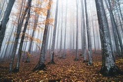 Light blue colored spooky and misty conifer forest tree landscape in autumn environment. Foggy autumn forest, low angle shot of fallen leaves on the ground and trees blending in the fog