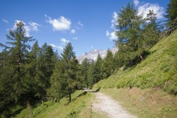 Panoramic view of alpine pathway in the forest during summer day of sun in Piedmont, Italy