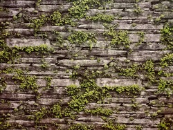 green leaves in rock type texture wall 