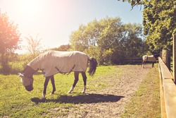 Image of two horses in a pen, wearing fly masks and quilts. 