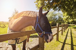 Image of a horse in the pen, wearing a netted fly mask. 