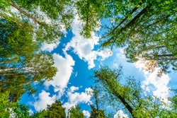 The sky with the tops of trees. View up from ground level. Beautiful nature. Mixed forest. Blue sky with sun and clouds. Russia, Europe.